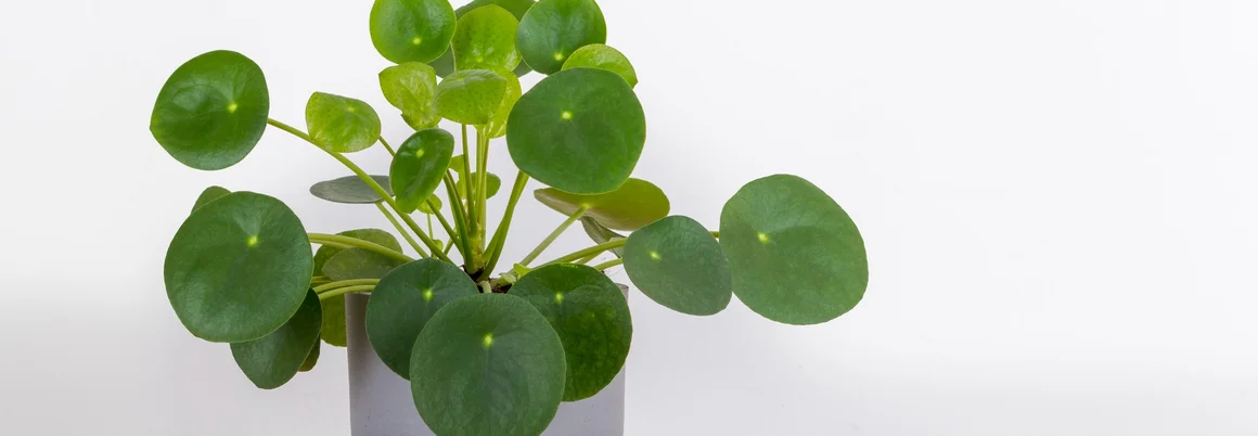 Grünpflanze im Topf